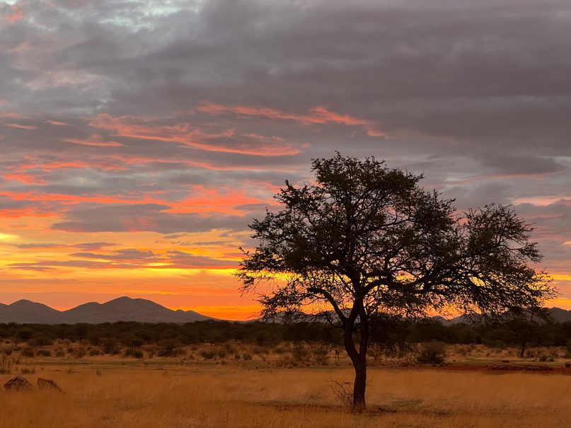 Sonnenuntergang mit Akazie