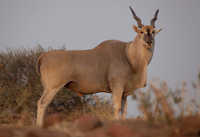 Eland