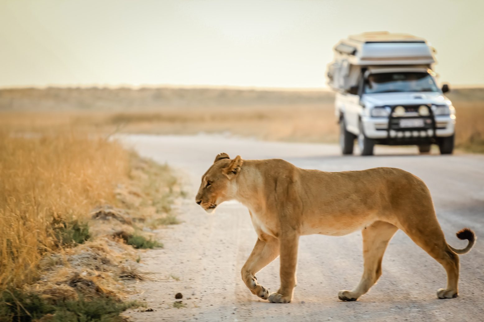 Löwin im Etosha-Nationalpark
