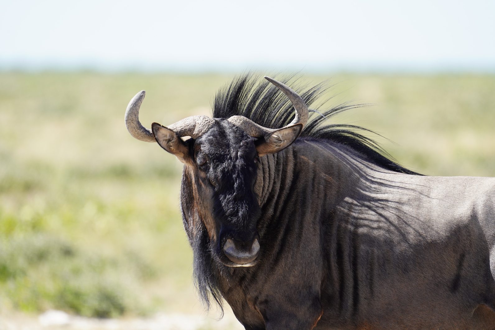Gnu