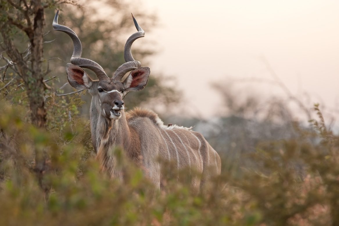 Kudu im Busch