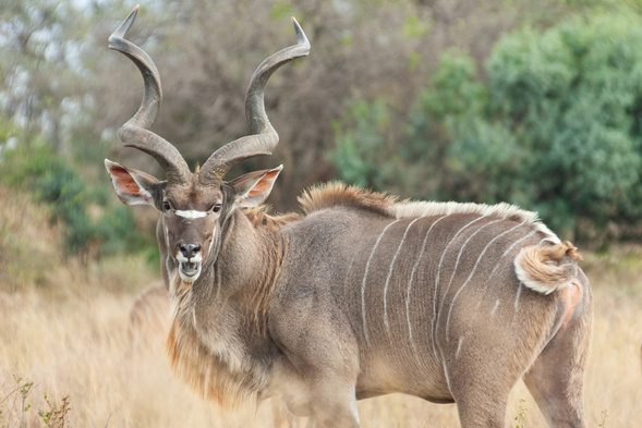 Kudu
