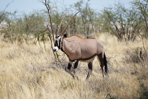 Oryx im Busch