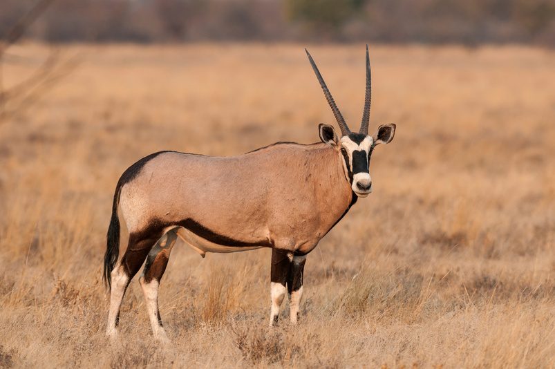 Oryx