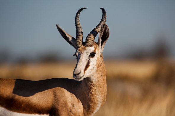 Springbok