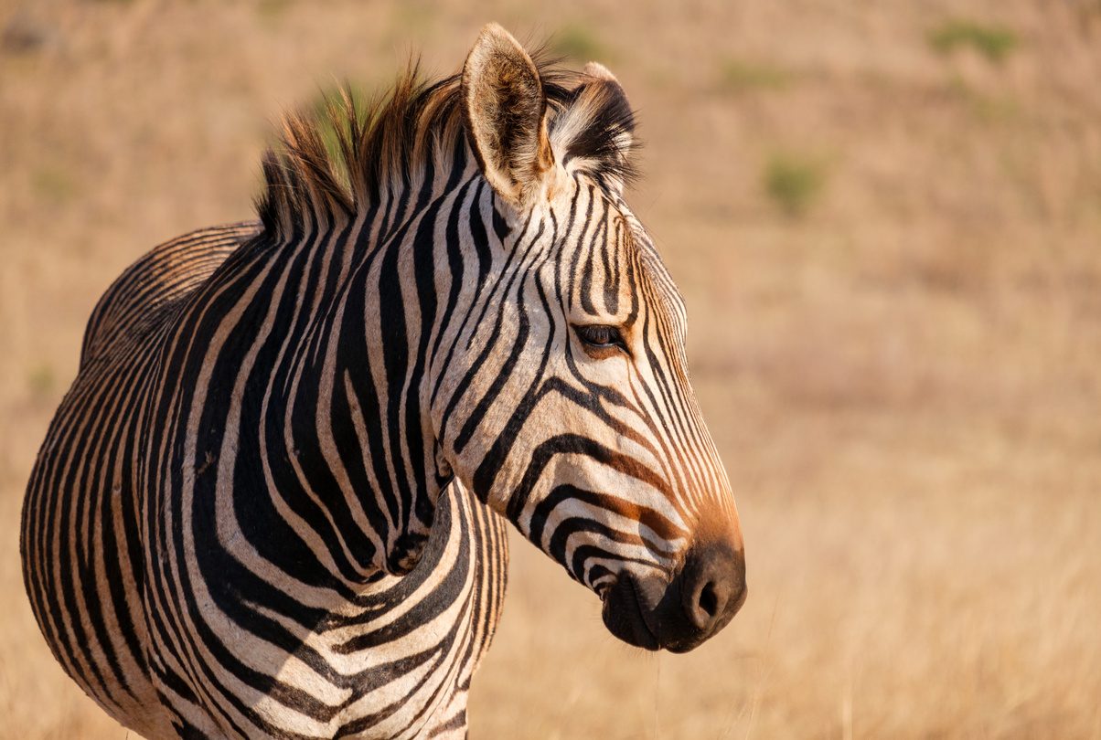 Hartmann-Zebra