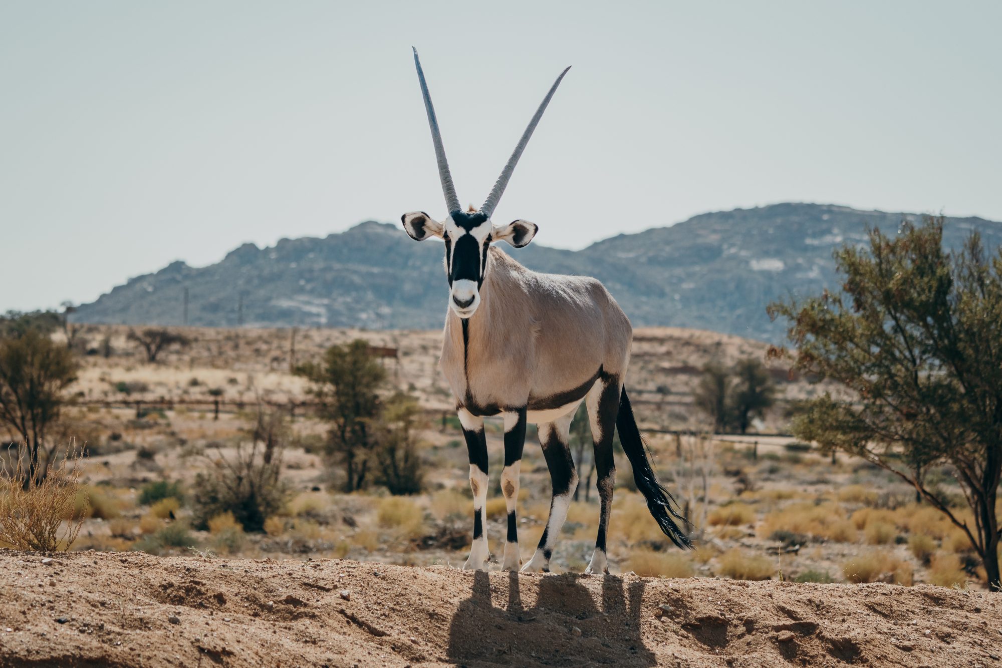 Oryx vor den Bergen des Damaralandes